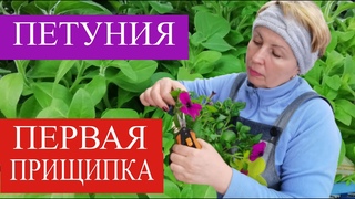 ПЕТУНИЯ первая прищипка. Тайдалы и тайфуны прищипывать или нет