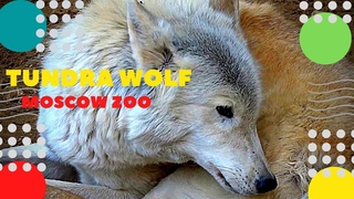 Тундровый волк Московский зоопарк Tundra Wolf Moscow Zoo   Loup   animals ziminvideo
