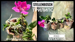 Отделяю деток орхидеи Стэлленбош с мутацией листьев | phal. Stellenbosch trilips 🌷Обзор-пересадка💕