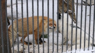 Красивые лисички позируют