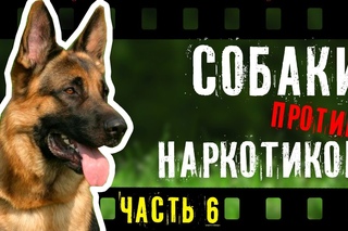 Собаки против наркотиков (англ.) Часть 6