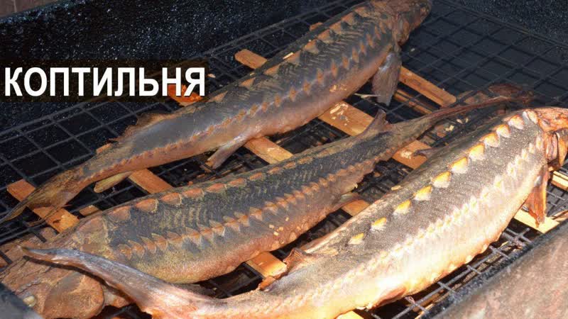 Ачуевская с распахом и двойная уха из стерляди. Садковая