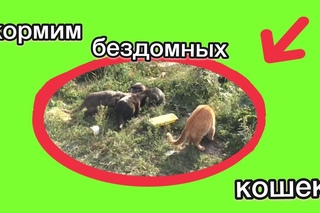 Кормим бездомных животных//бездомные кошки