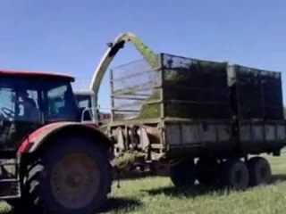 Заготовка силоса в ОАО “Леднево“