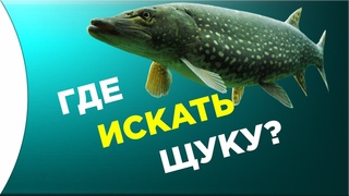 Подводная охота. ГДЕ ИСКАТЬ ЩУКУ в реке и озере начинающим подвохам. Ловля рыбы, рыбалка под водой