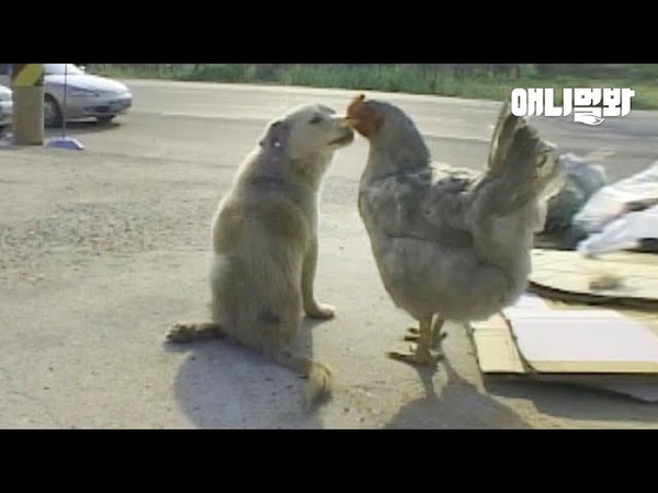 나의 동반자는 걷지 못하는 강아지입니다ㅣ Chicken Wife Protects Her Dog Husband With