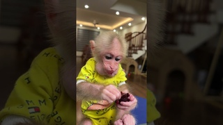 BiBi obediently eats cherry