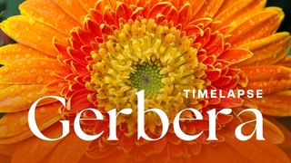 Timelapse: Gerbera Flowers Blooming