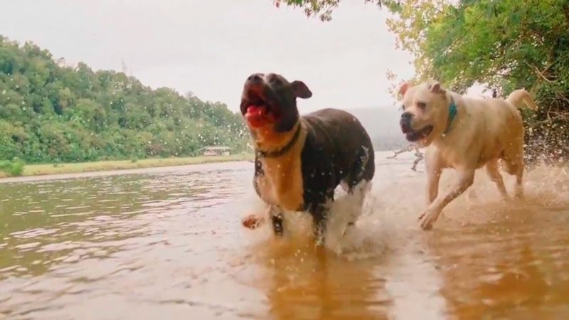 Two Dogs In A Fierce Long Distance Race ON River. . who will