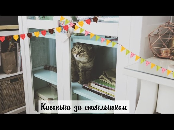 VLOG Кисонька за стеклышком, ИЩЕМ