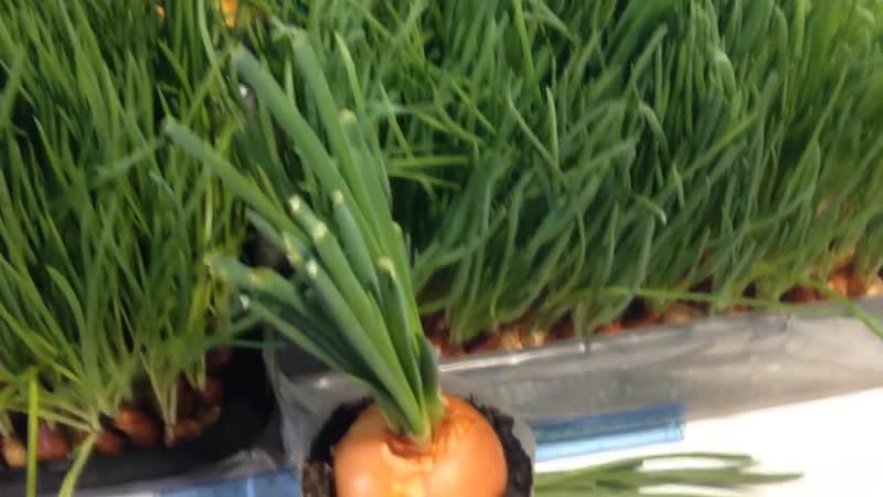 Лук на перо за 15 лучший способ выращивания лука на