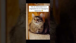 Продолжаем знакомить вас с нашими подопечными  #добрыелюди #котик #добрыедела