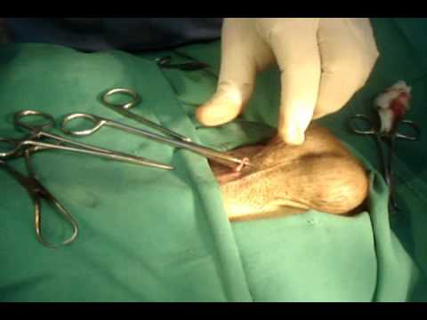 REPRODUCTIVE CONTROL