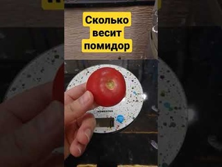 Сколько весит помидор