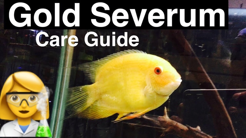Gold Severum Cichlid