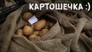 Мой урожай картошки на участке 20 соток