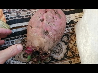 у отца выросла свёкла