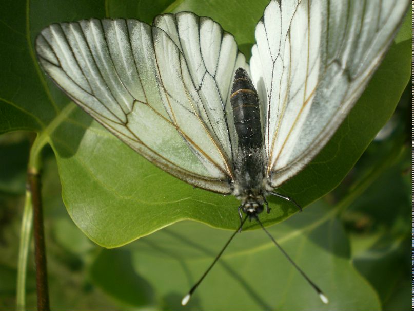 Лаура Росицкая | Вологда