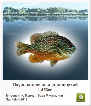 Светлана Лабудина | Вербилки