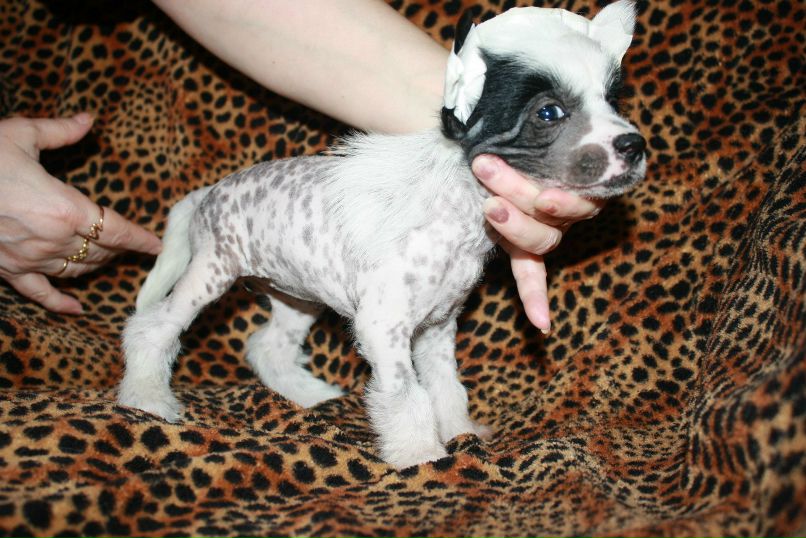 Дмитрий Липов | Зеленоград