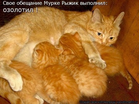 Андрей Козлов | Санкт-Петербург