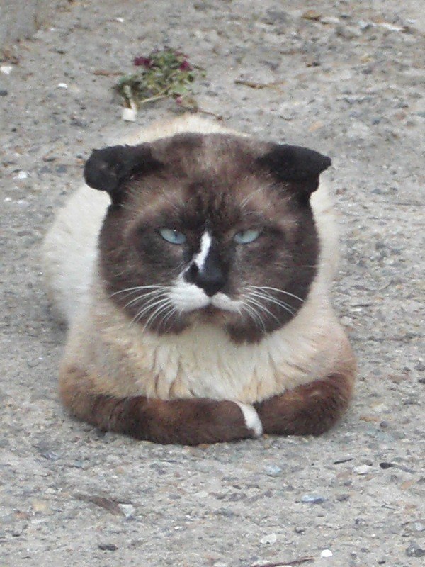 Дмитрий Осолихин | Сызрань