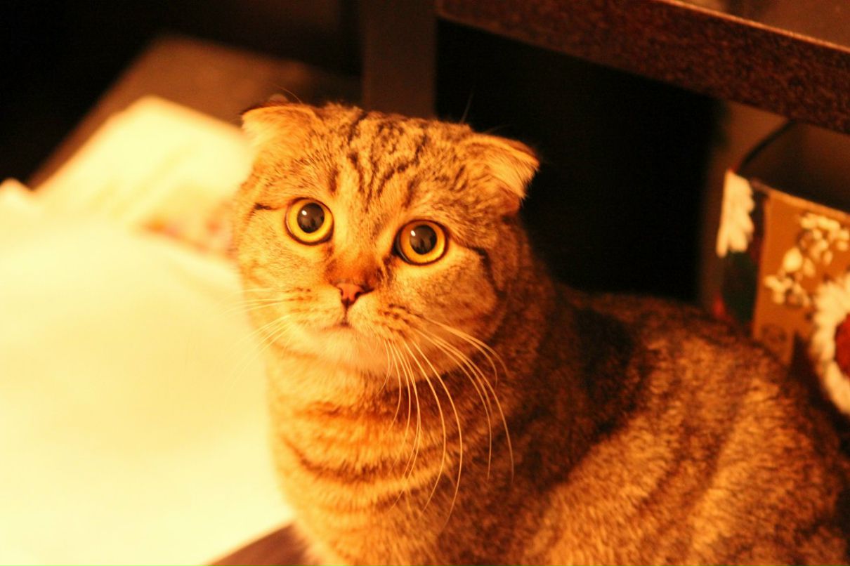 Лизок Матвеева | Москва