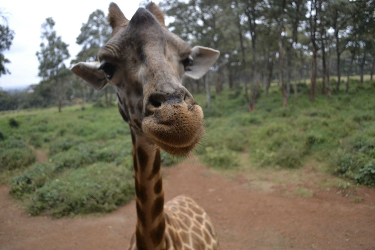 Юля Корнео | Москва