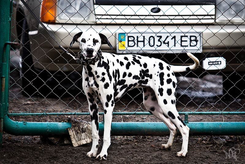 Любовь Бугеда | Одесса