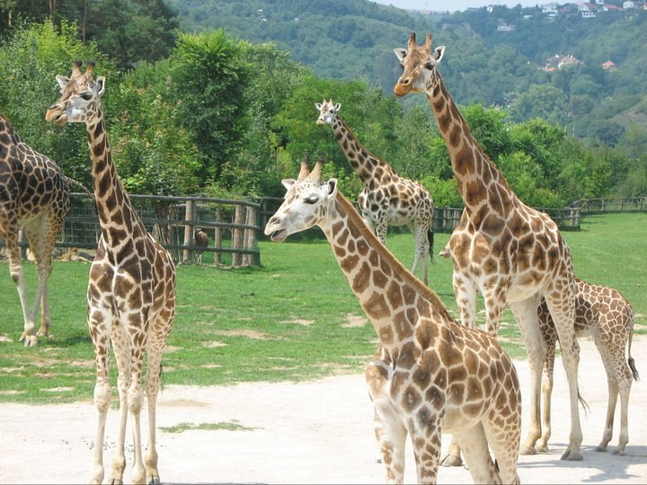 Надя Рейш | Владимир