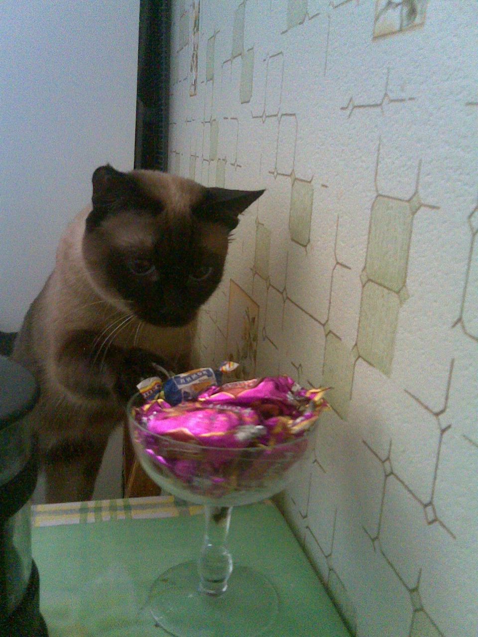 Ирина Косолапова | Тольятти