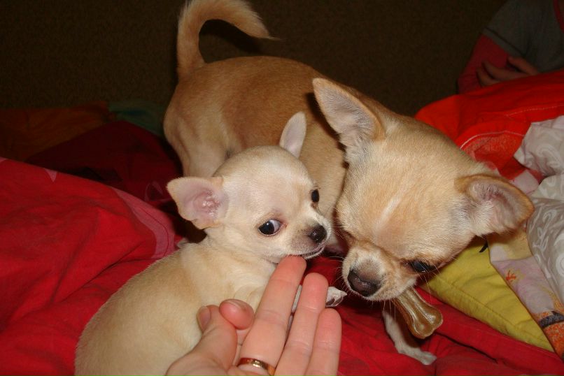 Ирина Колесник | Бровары