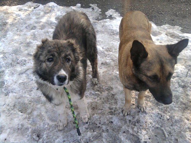 Alexandr Chaava | Зугдиди