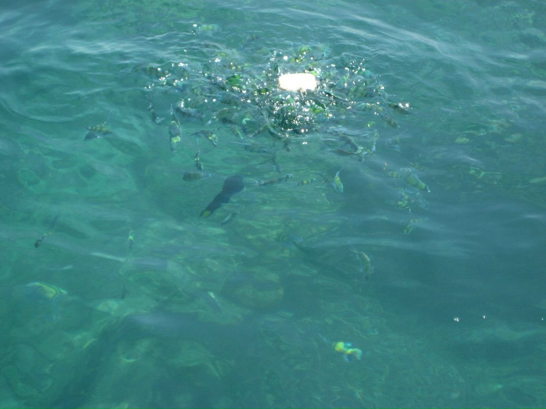 Олеся Петрова ღ Lisa Alissa ღ | Москва