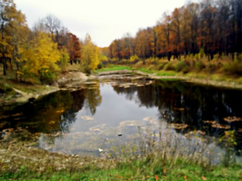 Леший Падла | Лес