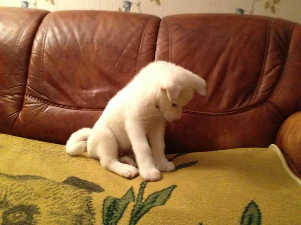 Александр Окатов | Каменск-Уральский