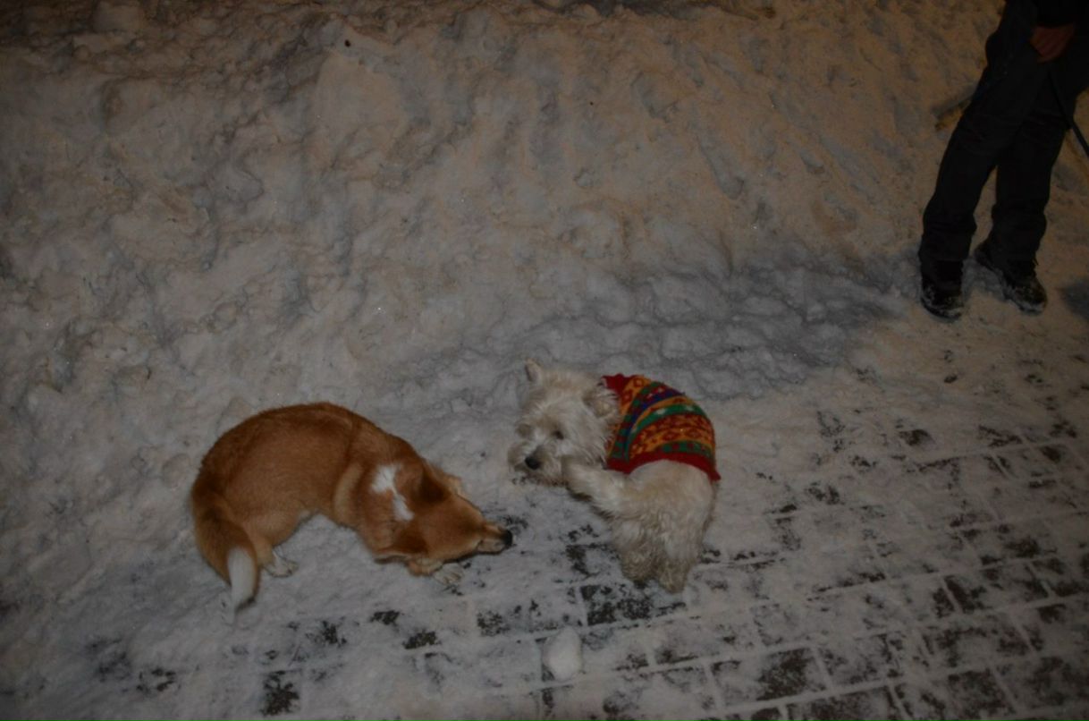 Николай Подгаецкий | Москва