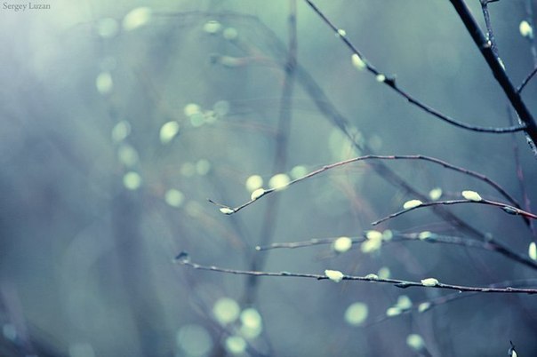 Елена Янчевская | 