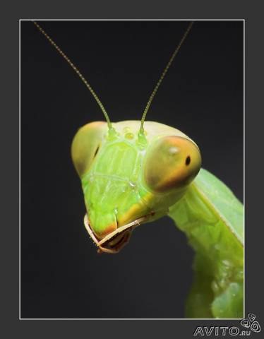 Андрей Спартанец | Москва