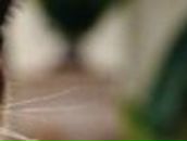 Константин Ляховец FoxHz | Тверь