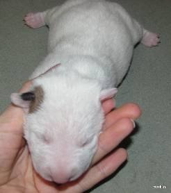 Julit Lark волшебник | Москва