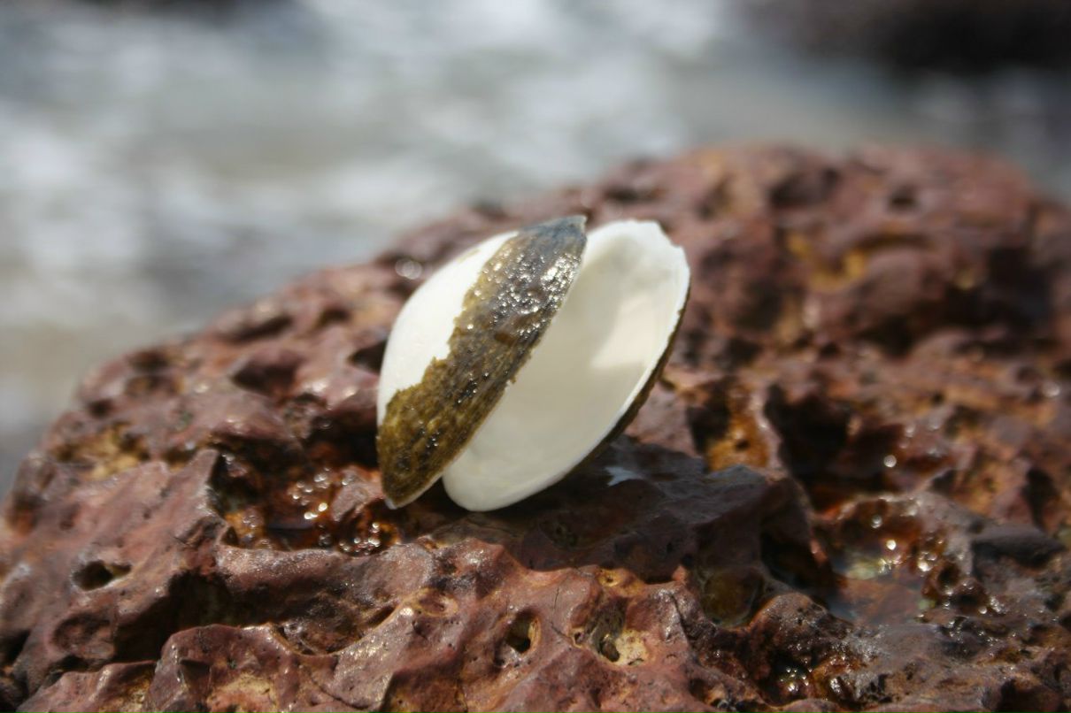 Игорь Осипов | Алапаевск