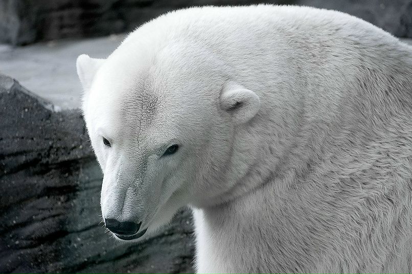 Алеся Боева | Курск