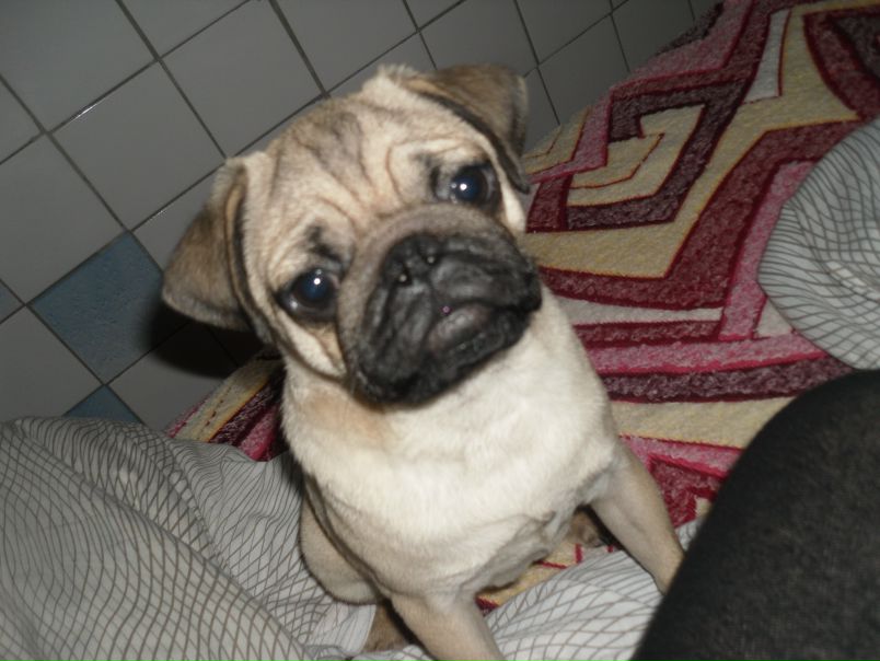 №48, Мария Савчук, Den Haag №48, Мария Савчук, Den Haag