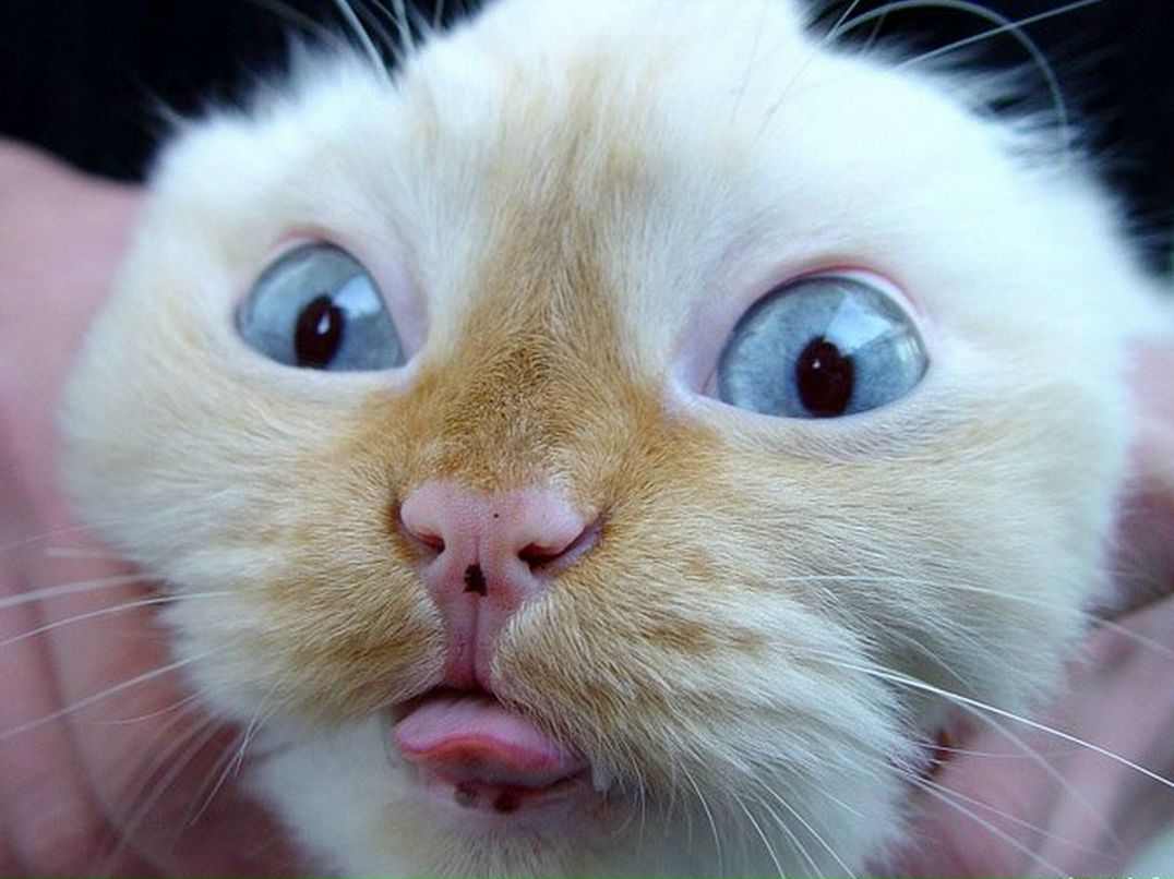 Николай Ганикель | Сернур