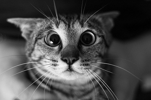 Ирина Соломенникова Сова | Москва