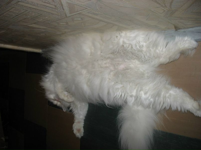 Андрей Тренин アンドリ | Павлоград