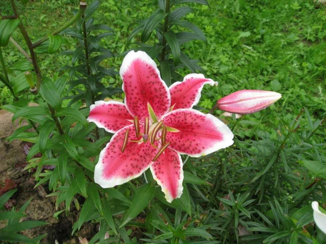 Евгения Рослякова | Санкт-Петербург