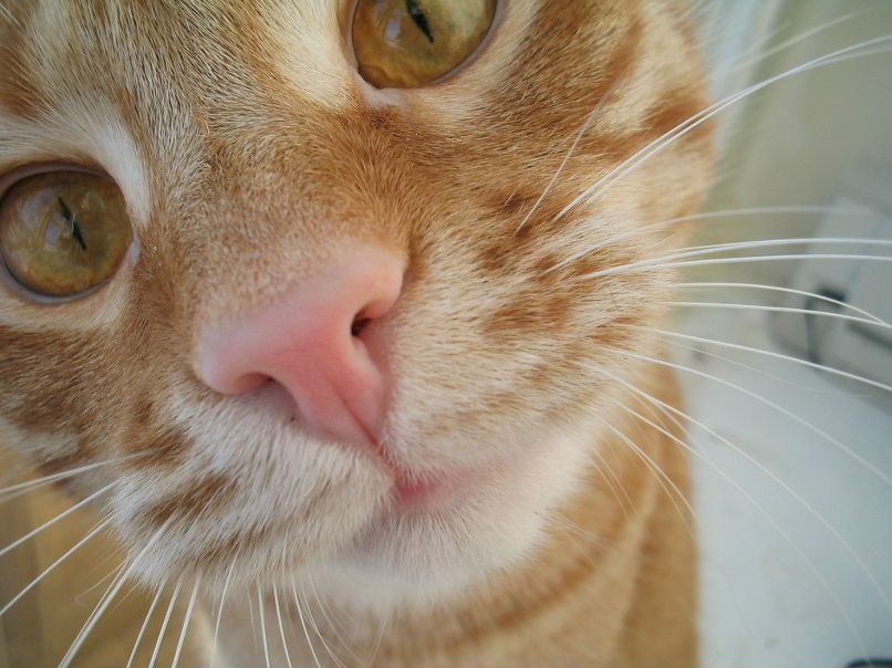 Наталья Смирнова | Санкт-Петербург