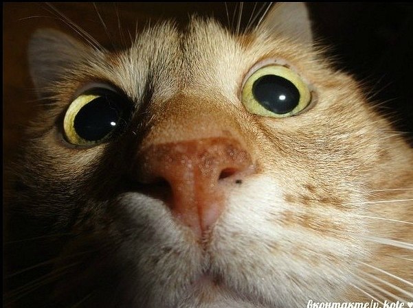 Любовь Широких | Чайковский